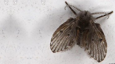 Leishmaniose