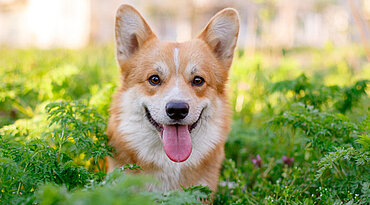 Linsenluxation bei Hunden