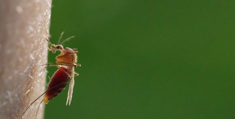 Dirofilariose