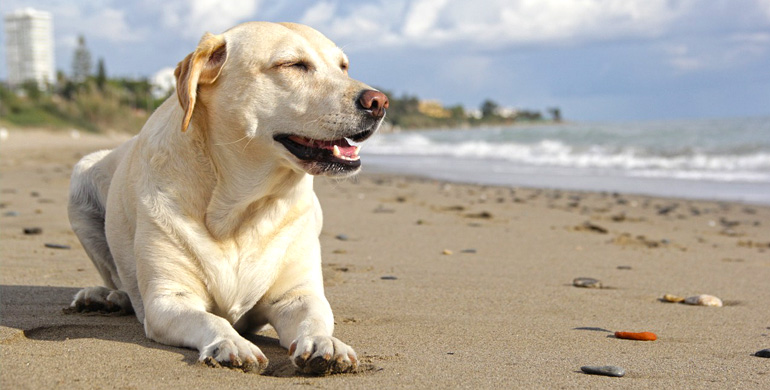 hundeurlaub_allgemein_head Urlaub mit dem Hund: Vorbereitungen für einen gelungenen Urlaub mit dem Vierbeiner.