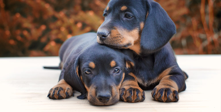 Augeninfektion bei neugeborenen Hunden Augeninfektion bei neugeborenen Hunden