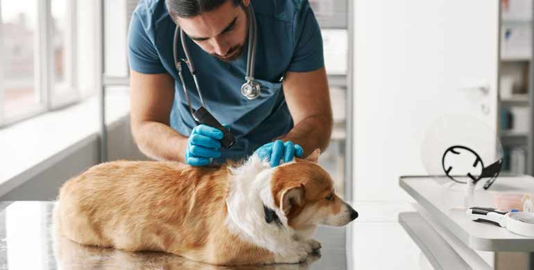 Dermatophilose bei Hunden Dermatophilose bei Hunden