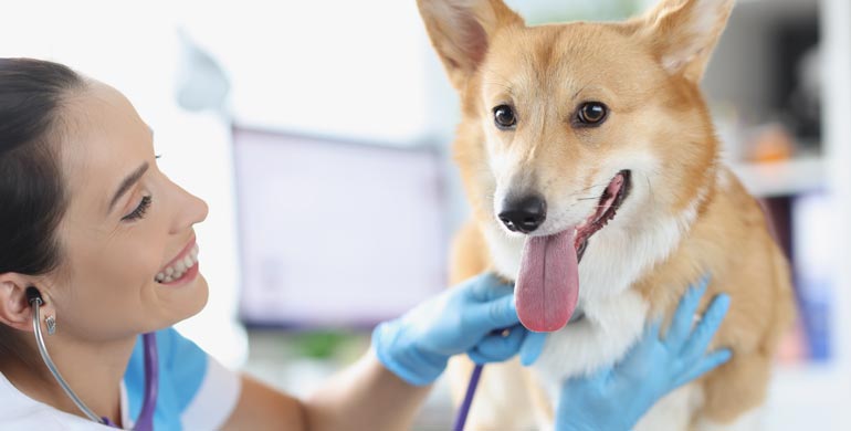 Leberfistel bei Hunden Leberfistel bei Hunden